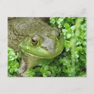 Frog på Marsh Postcard Vykort