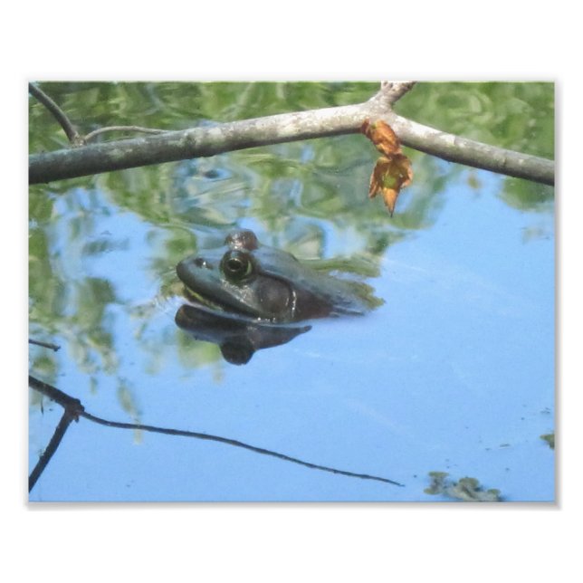 Frog Photo Print Fototryck (Framsidan)