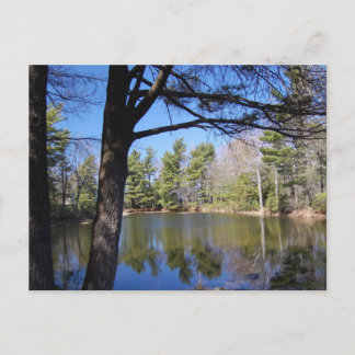 Frog Pond-vykort Vykort