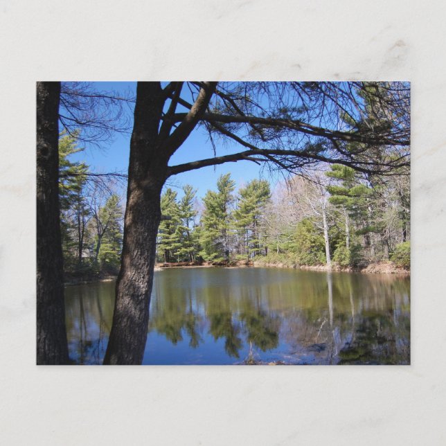 Frog Pond-vykort Vykort (Framsida)