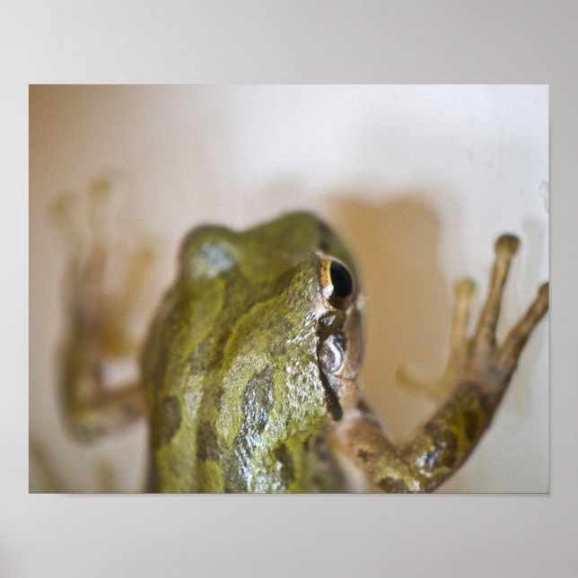 Frog Poster 2 (Framsidan)