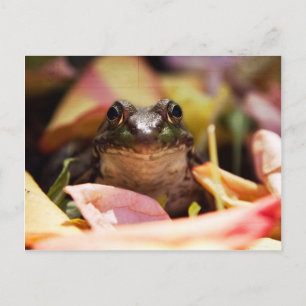 Frog Princess Vykort