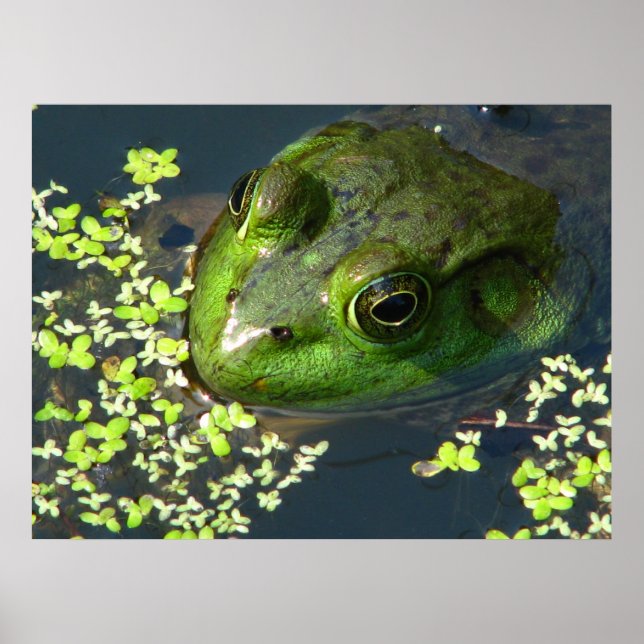 Frog Print Poster (Framsidan)