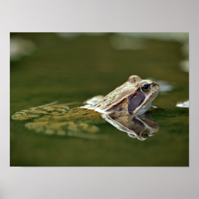 Frog sitta i vatten poster (Framsidan)