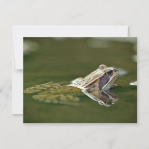 Frog sitta i vatten vykort