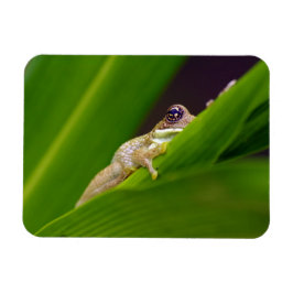 Frog Small Magnet