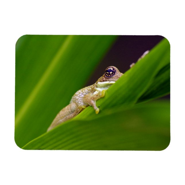 Frog Small Magnet (Horisontell)