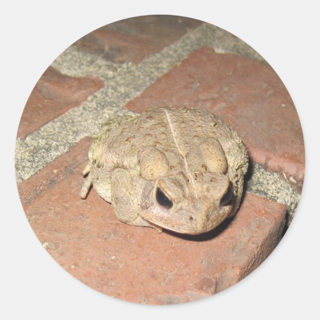 Frog Sticker Runt Klistermärke (Framsida)
