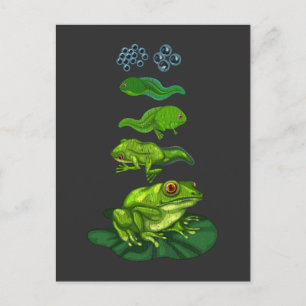 Frog Tadpole Biology Metamorphosis Life Cycle Art Vykort