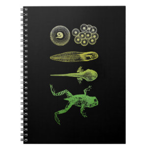 Frog Tadpole Metamorfosis Life Cycle Biology Anteckningsbok