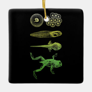 Frog Tadpole Metamorfosis Life Cycle Biology Julgransprydnad Keramik
