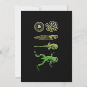 Frog Tadpole Metamorfosis Life Cycle Biology Julkort