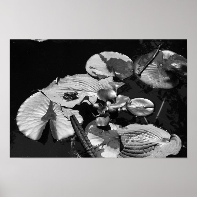 Frog World Poster (Framsidan)