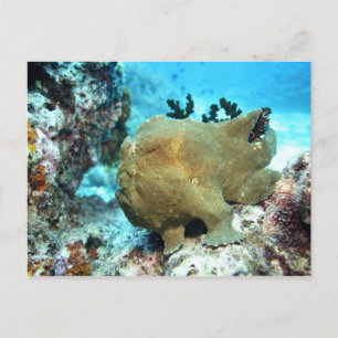 Frogfish kamouflerad vykort