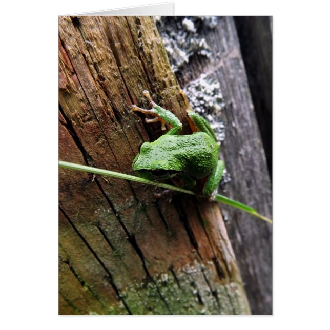 Froggy v hälsningskort (Framsidan)
