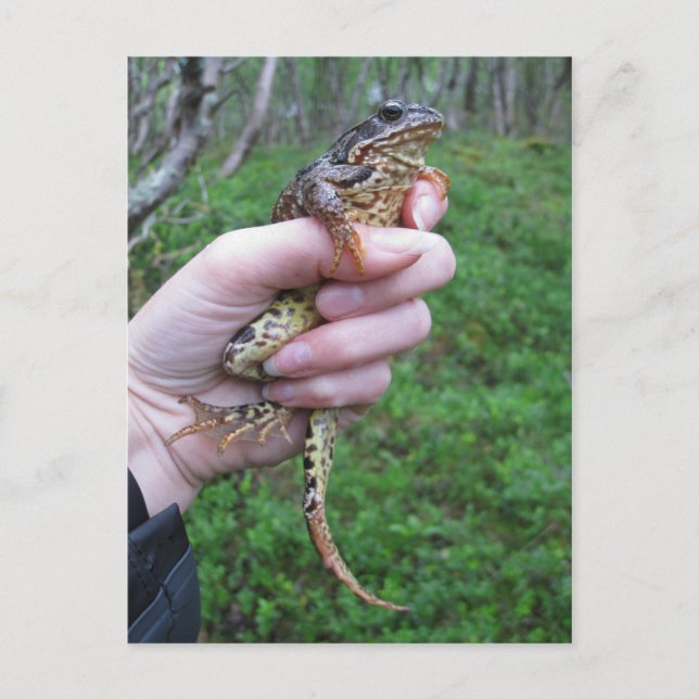 Froggyliskt vykort! vykort (Framsida)