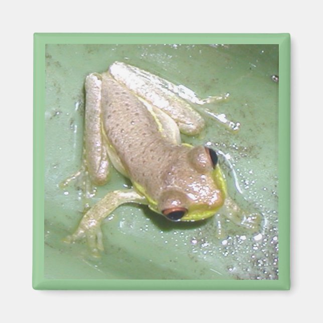 Froglet Magnet (Framsidan)