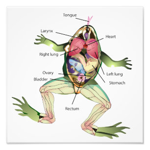 Frogs anatomi Illustration Fototryck