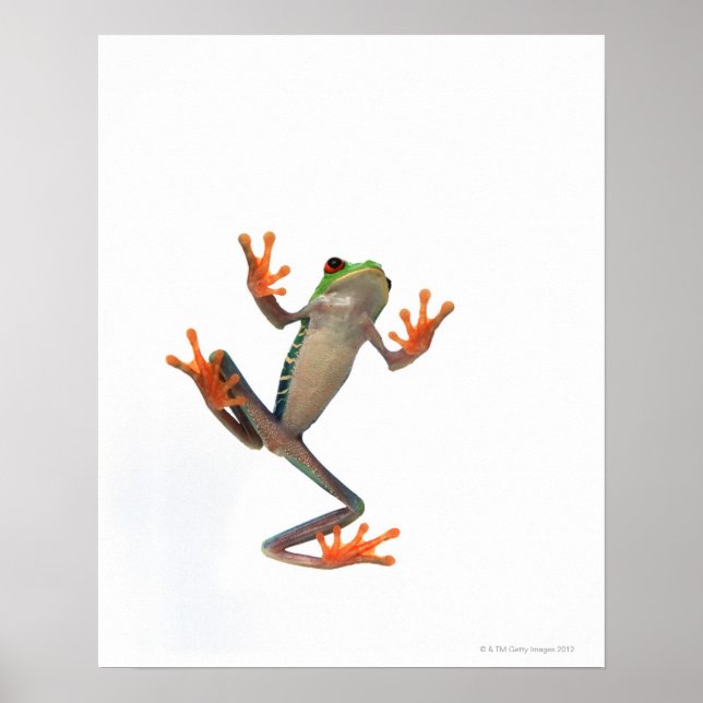 Frogs belly poster (Framsidan)