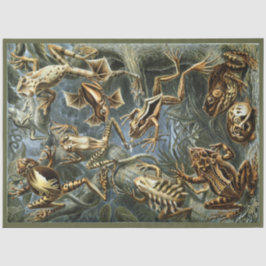 Frogs Ernst Haeckel Decoupage-papper