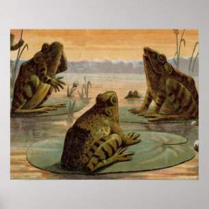 Frogs Lily Dynors Måne Illustration Poster