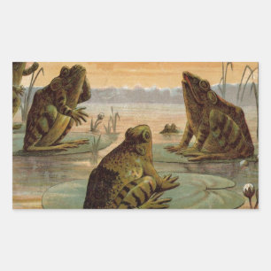 Frogs Lily Dynors Måne Illustration Rektangulärt Klistermärke