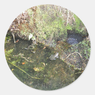 Frogs och Frog Spawn i en damstift Runt Klistermärke