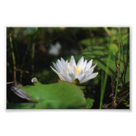 Frogs vy av Lily Fototryck