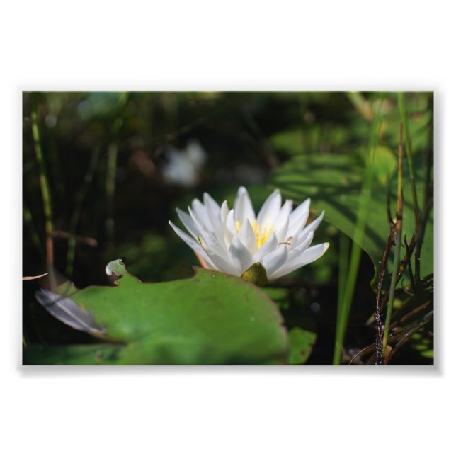 Frogs vy av Lily Fototryck (Framsidan)