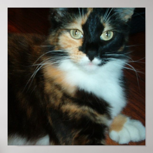 Fröken. Kattunge Poster (Framsidan)