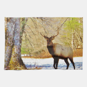 > frontal Bull elk i Snö Kökshandduk