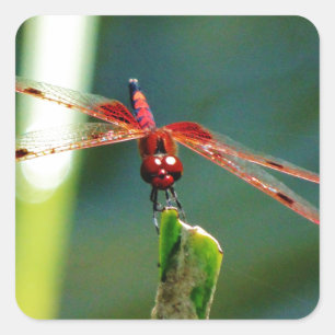 Frontal Red and Black Dragonfly Fyrkantigt Klistermärke