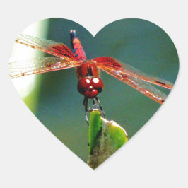 Frontal Red and Black Dragonfly Hjärtformat Klistermärke