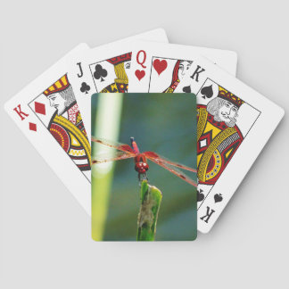 Frontal Red and Black Dragonfly Spelkort