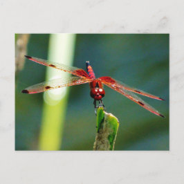 Frontal Red and Black Dragonfly Vykort