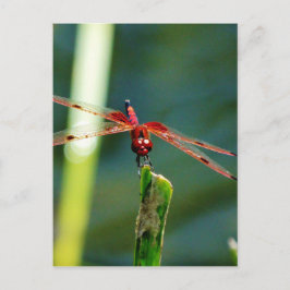 Frontal Red and Black Dragonfly Vykort