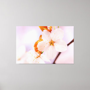Frontal vy av Sakura-blomma under vårsäsongen Canvastryck