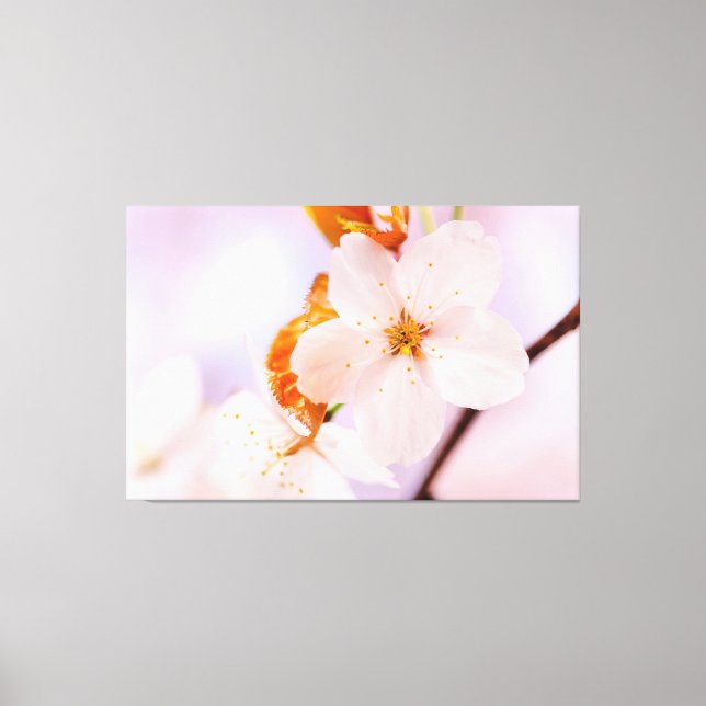 Frontal vy av Sakura-blomma under vårsäsongen Canvastryck (Framsida)