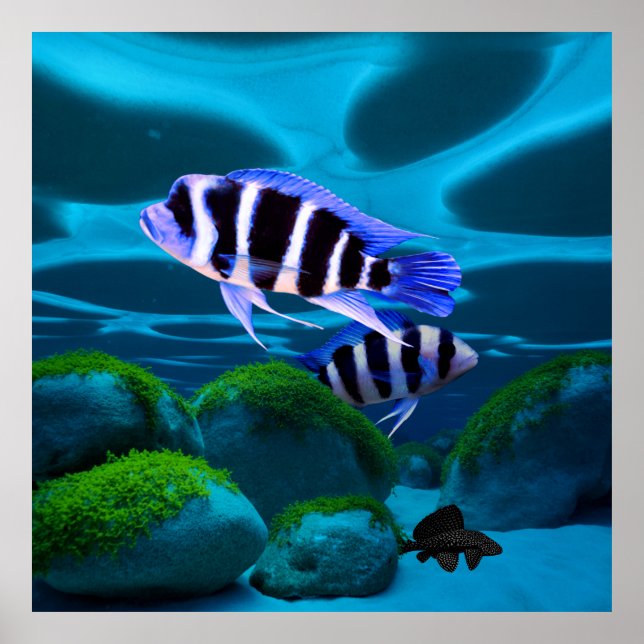 Frontosa Cichlid Plecostomus Aquarium Fish Poster (Framsidan)
