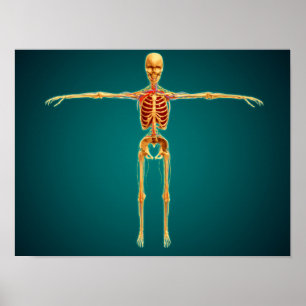 Frontvy av humant Skeleton med nervös Poster