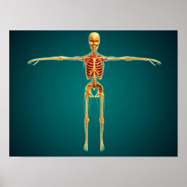 Frontvy av humant Skeleton med nervös Poster (Framsidan)
