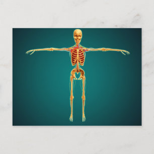 Frontvy av humant Skeleton med nervös Vykort