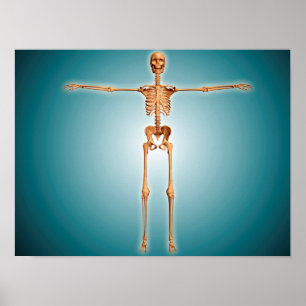 Frontvy över humant Skelettsystem Poster