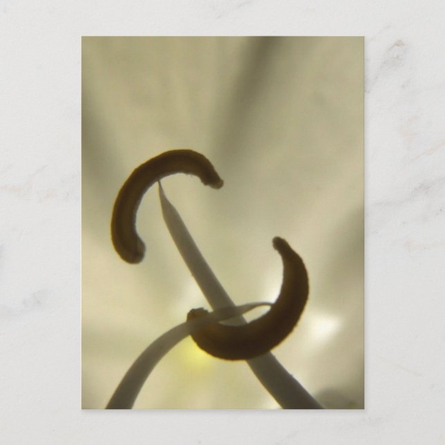 Fröpostkort för blommor vykort (Framsida)