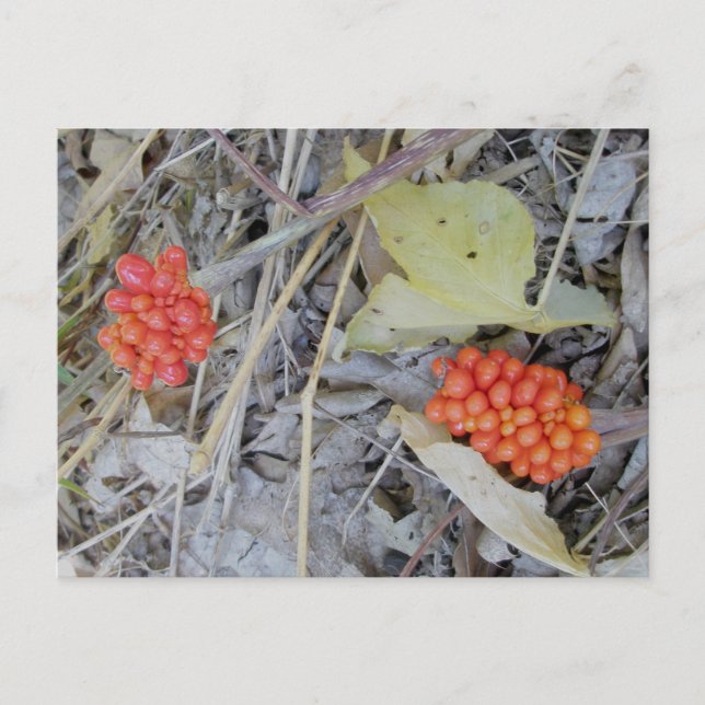 Fröpostkort för Jack-In-The-Pulpit Vykort (Framsida)