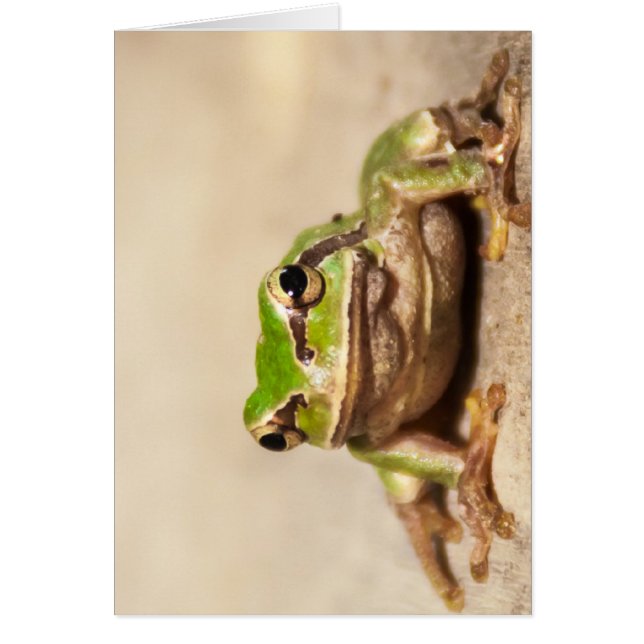 FROSCH HÄLSNINGSKORT (Framsidan)