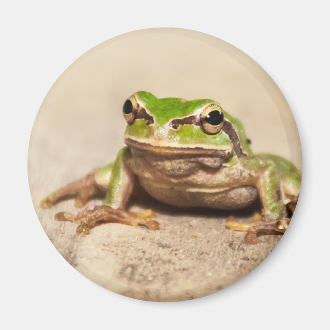 FROSCH MAGNET (Framsidan)