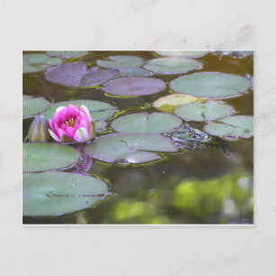 Frosch mit Seerose Vykort
