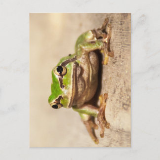 FROSCH VYKORT