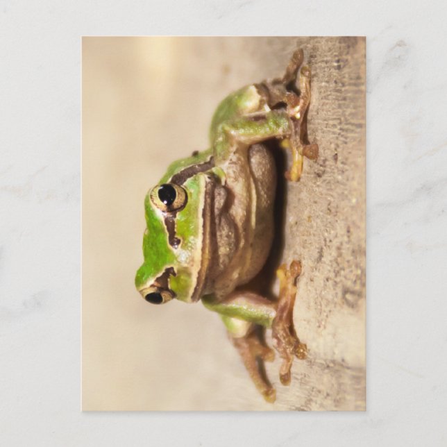 FROSCH VYKORT (Framsida)